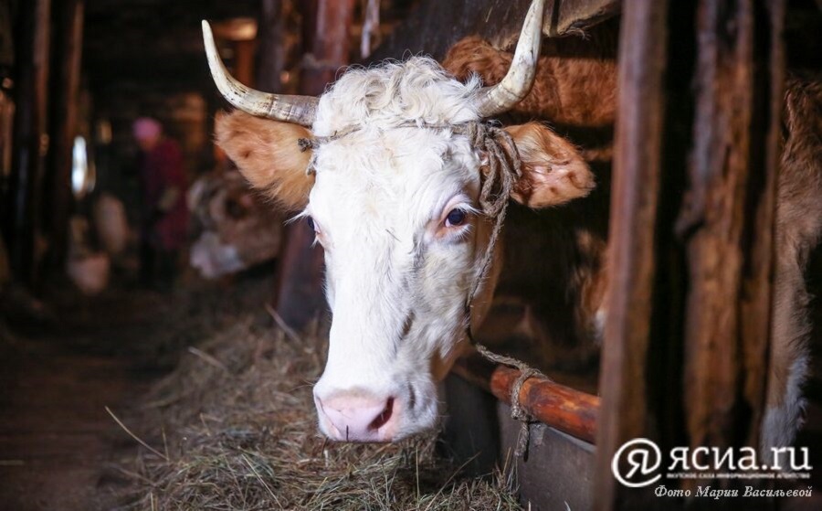 В Якутии обучают специалистов по искусственному осеменению коров