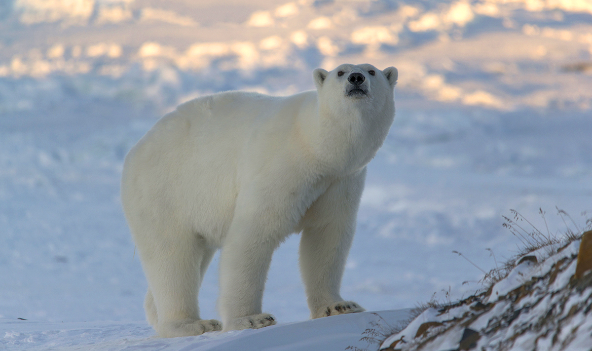 РГО в августе пригласит добровольцев для изучения популяций белого медведя в формате «гражданская наука»